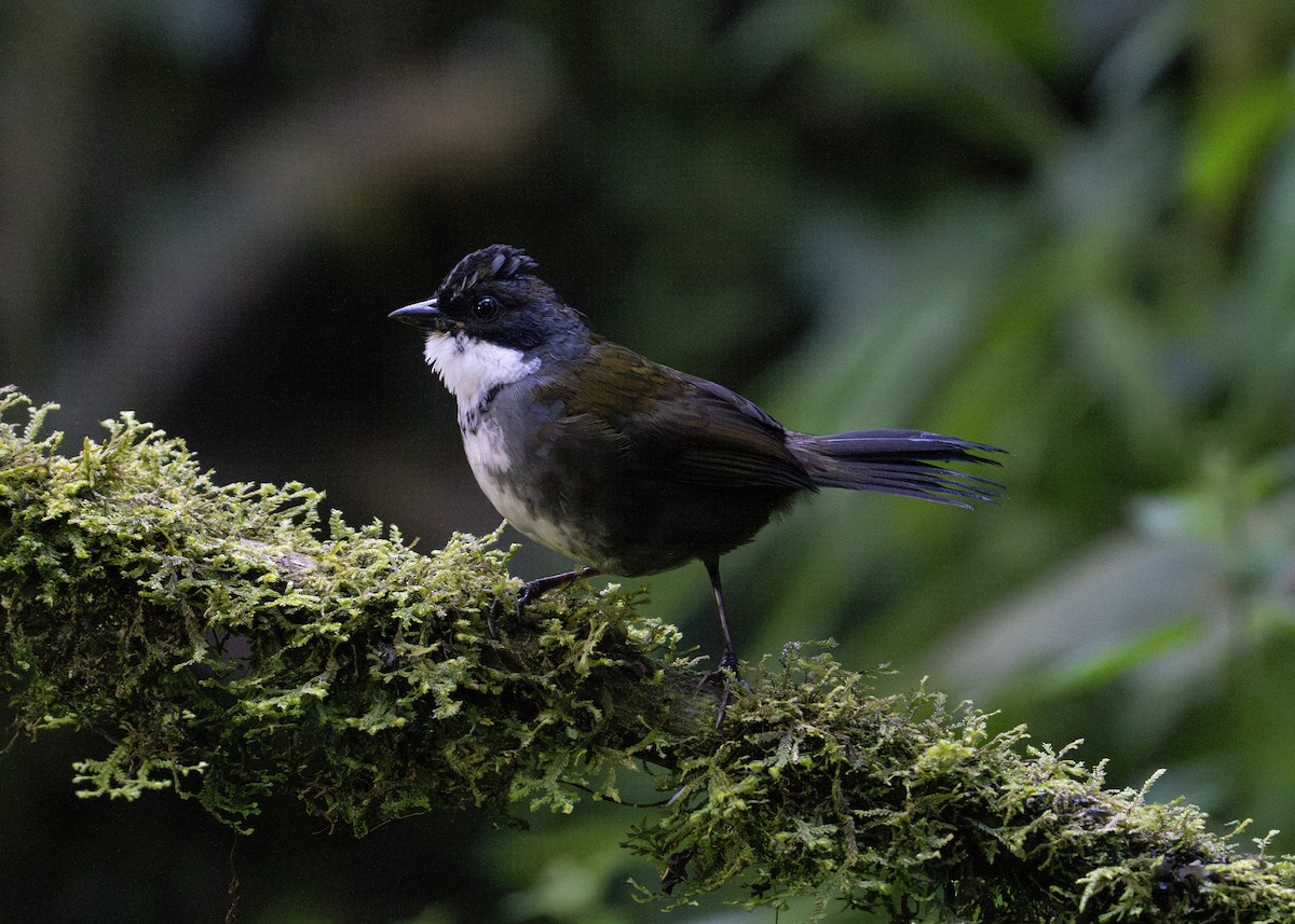 Gray-browed Brushfinch - ML614904899