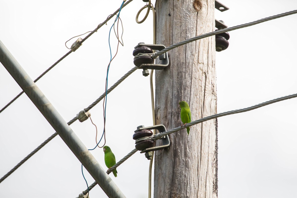 Green-rumped Parrotlet - Melissa McMasters