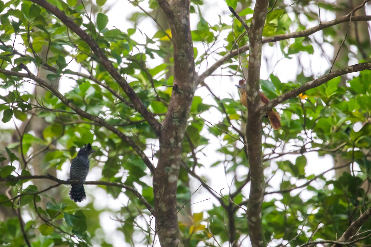 Barred Antshrike - Melissa McMasters