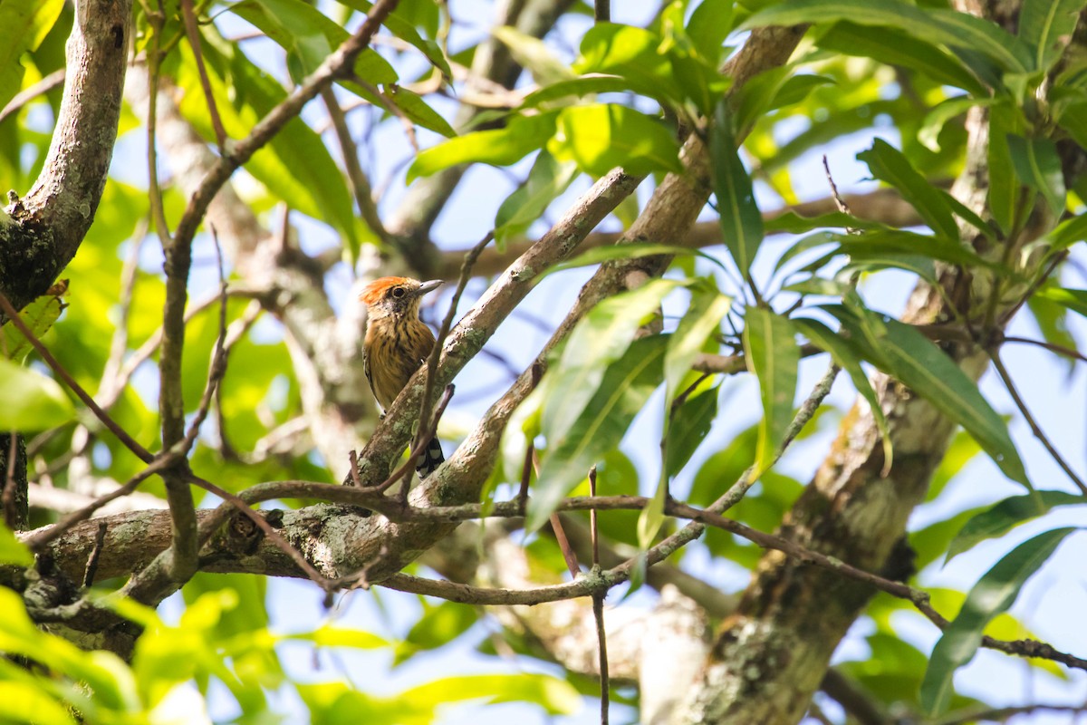 Black-crested Antshrike - Melissa McMasters