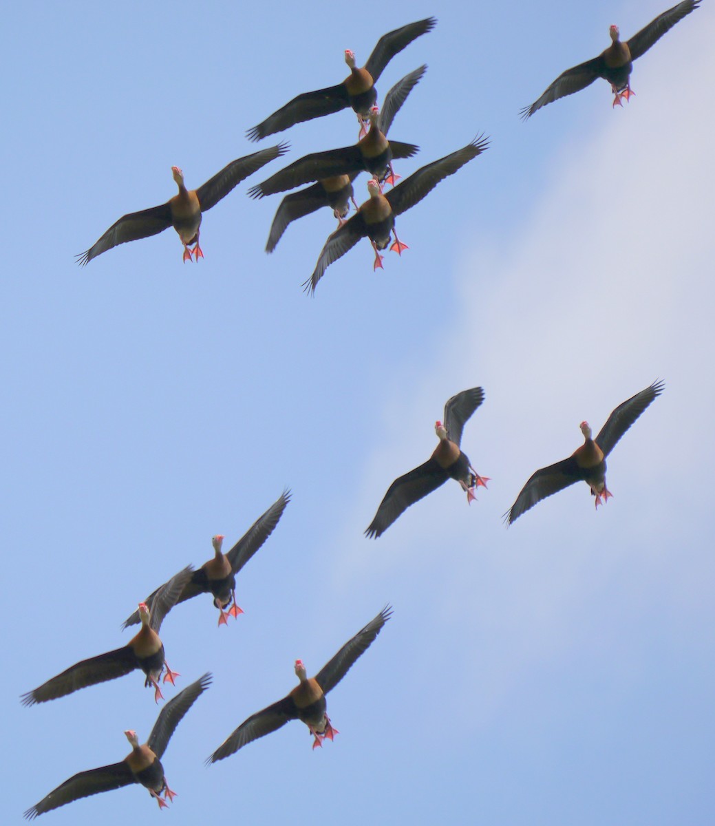 Black-bellied Whistling-Duck - ML614904932