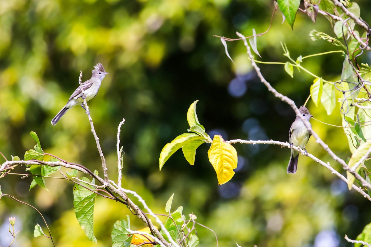 Yellow-bellied Elaenia - Melissa McMasters