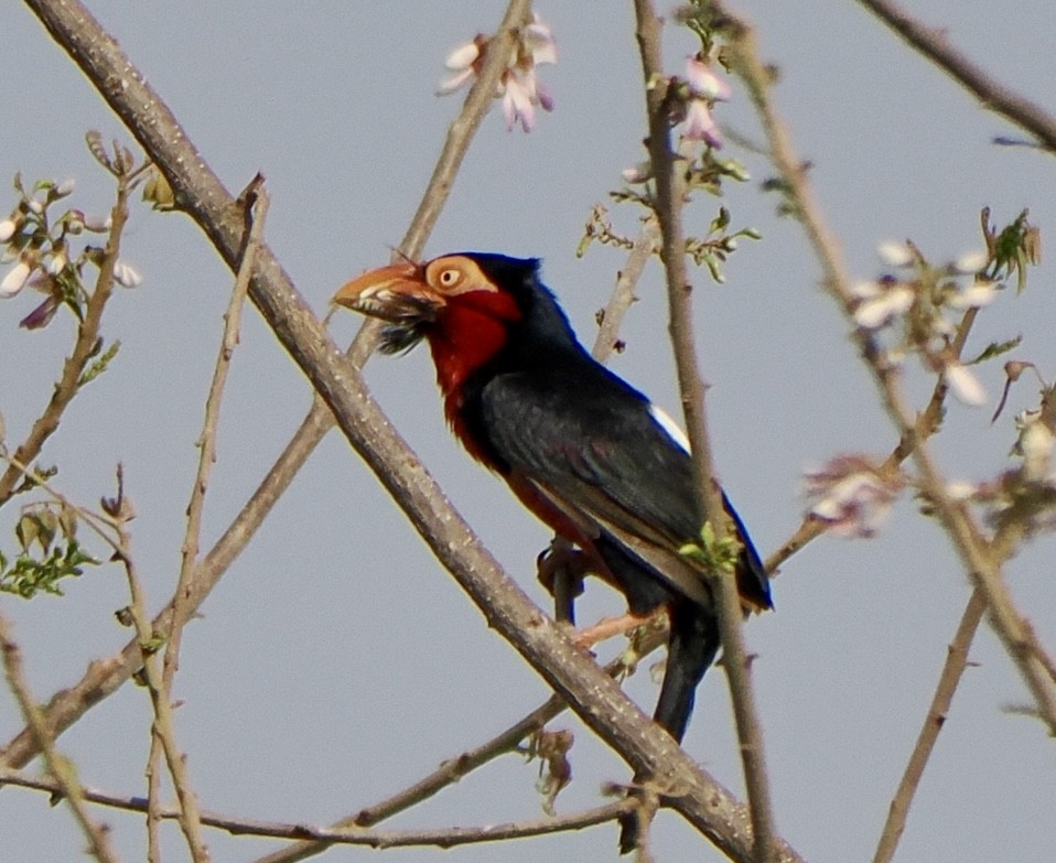 Bearded Barbet - Annette Teng