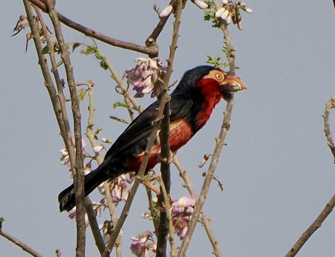 Bearded Barbet - ML614904954