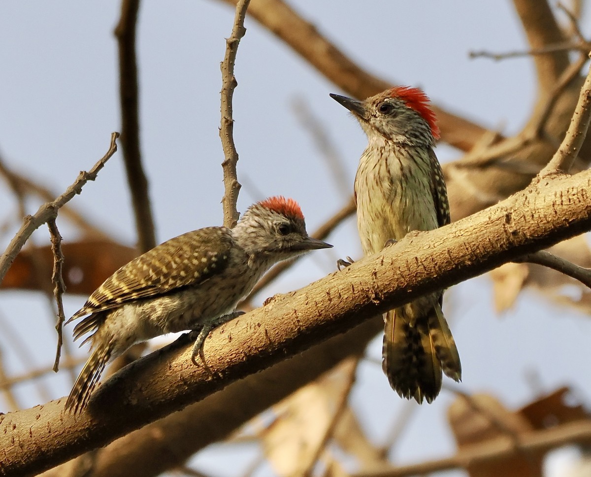 Cardinal Woodpecker - ML614904967