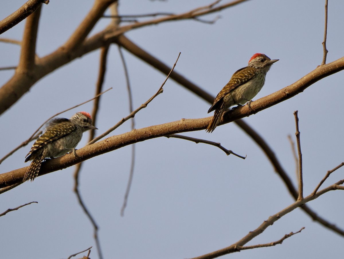 Cardinal Woodpecker - Annette Teng