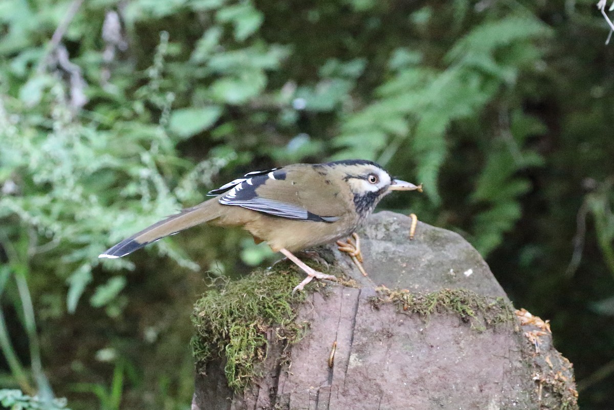 Moustached Laughingthrush - ML614904972