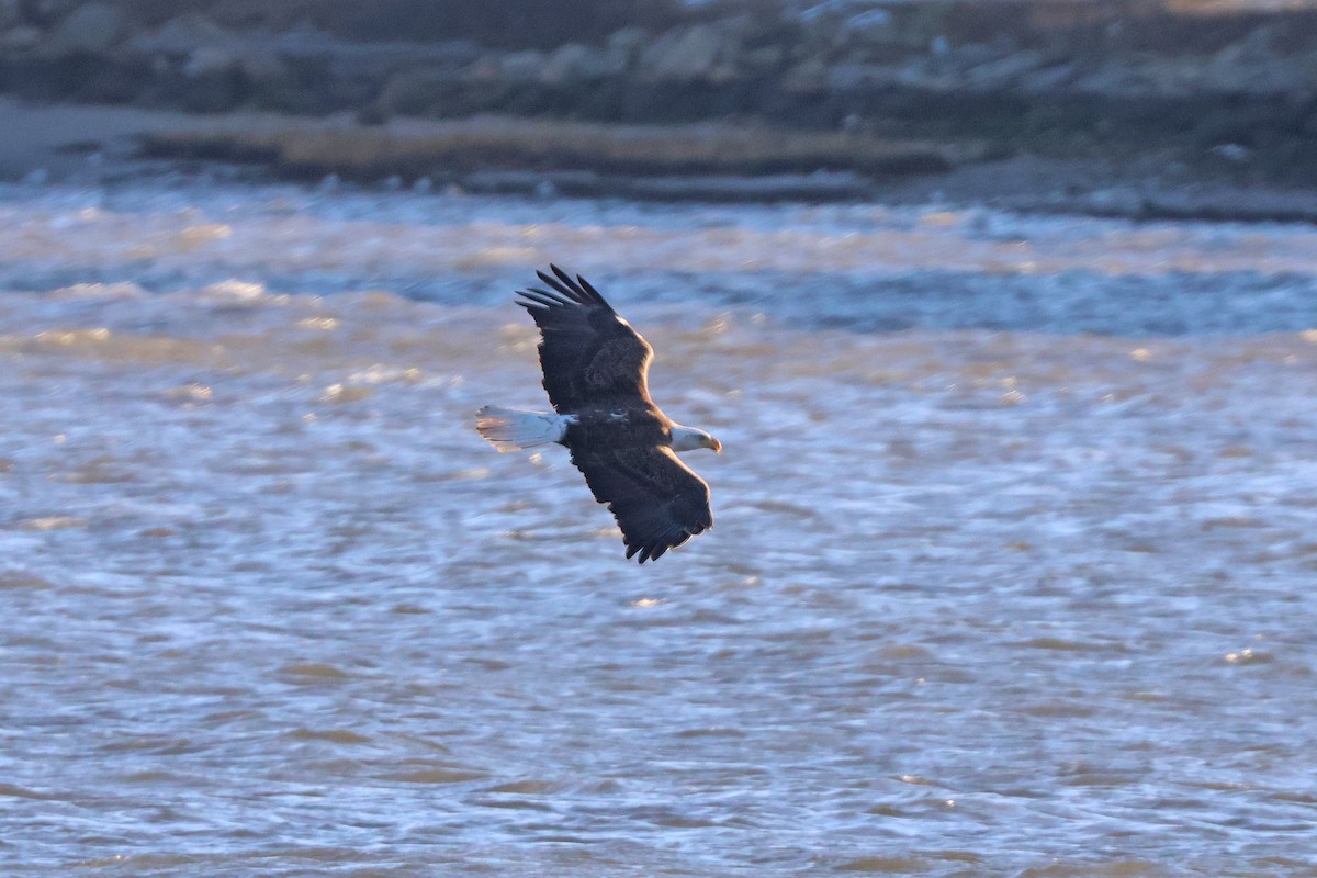 Bald Eagle - Corey Finger