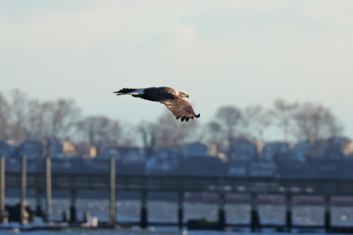 Bald Eagle - Corey Finger