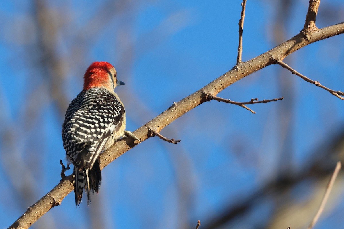 Red-bellied Woodpecker - Corey Finger