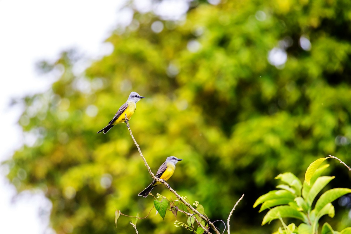 Tropical Kingbird - Melissa McMasters