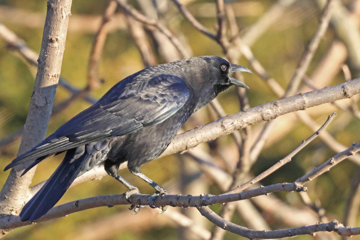 American Crow - ML614905008