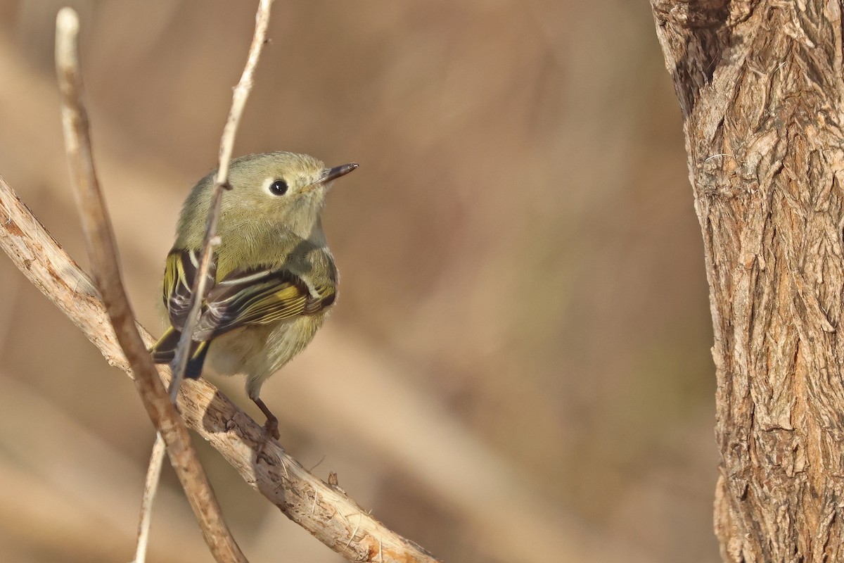 Ruby-crowned Kinglet - Corey Finger