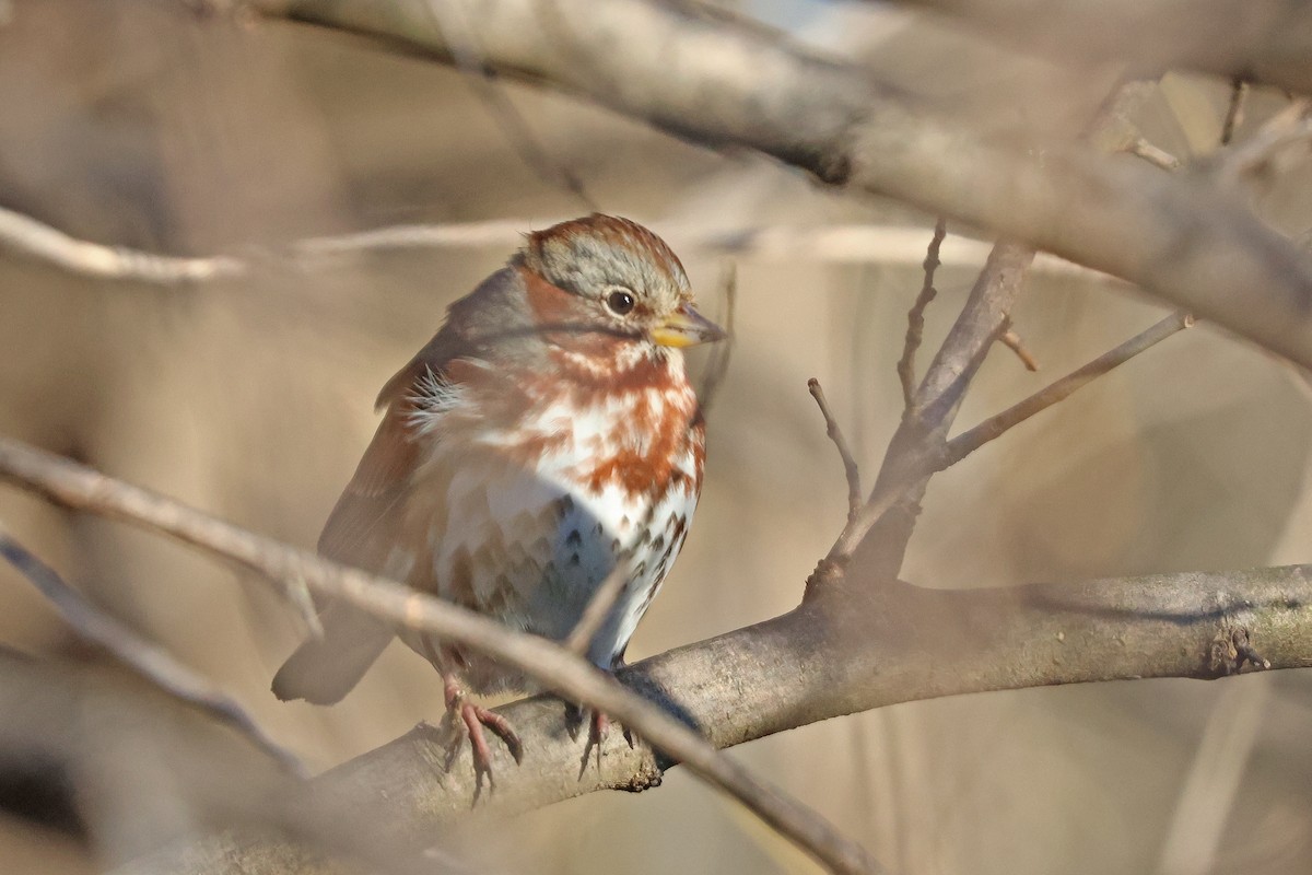 Fox Sparrow - ML614905030