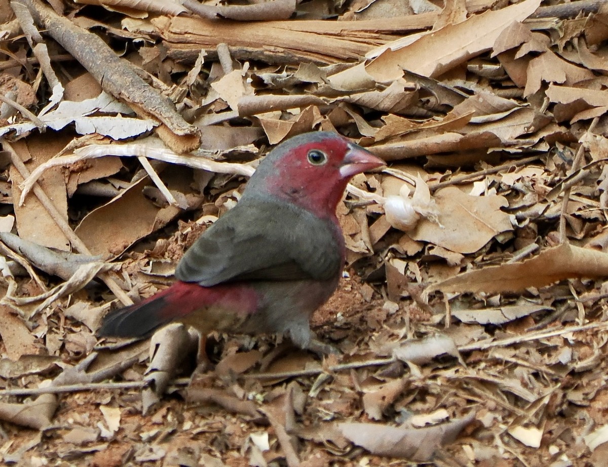 Red-billed Firefinch - ML614905031