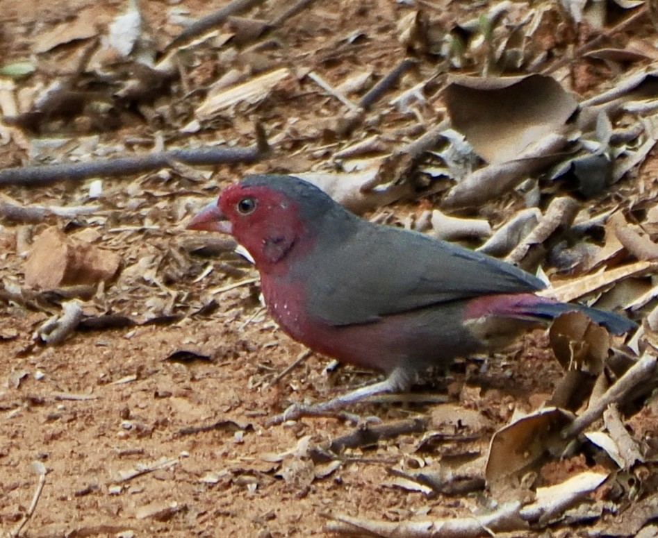 Amaranta Senegalesa - ML614905032