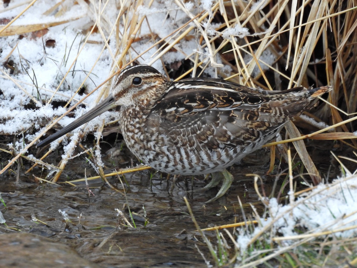 Wilson's Snipe - ML614905036