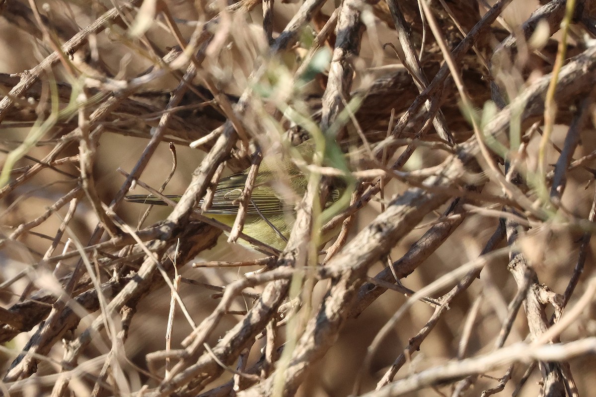 Orange-crowned Warbler - Corey Finger