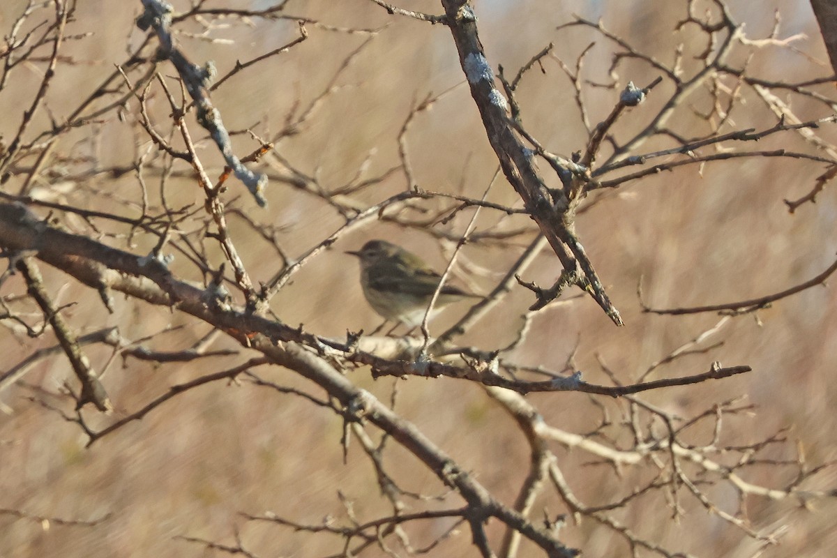 Cape May Warbler - Corey Finger