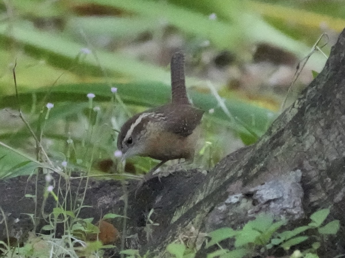 eBird Checklist - 16 Feb 2024 - BUOR Stakeout (Private) - 18 species
