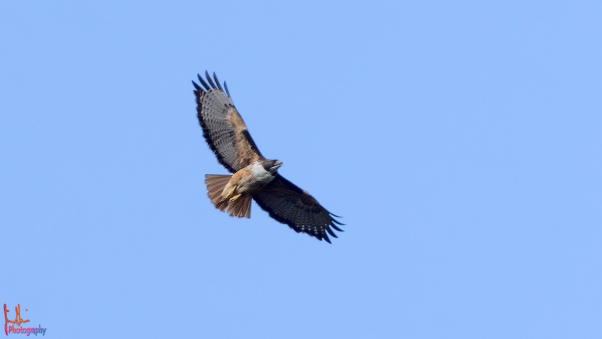 Red-tailed Hawk - ML614905073