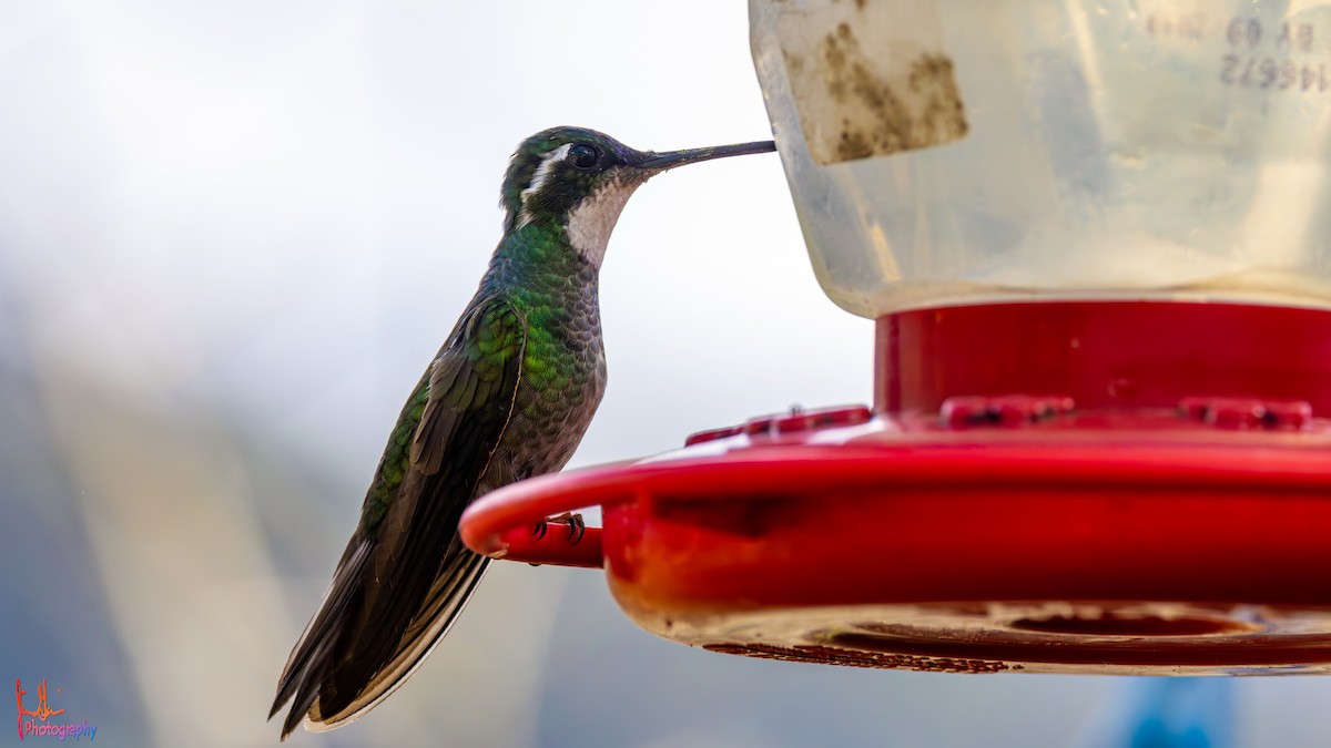 White-throated Mountain-gem - Jim Gain