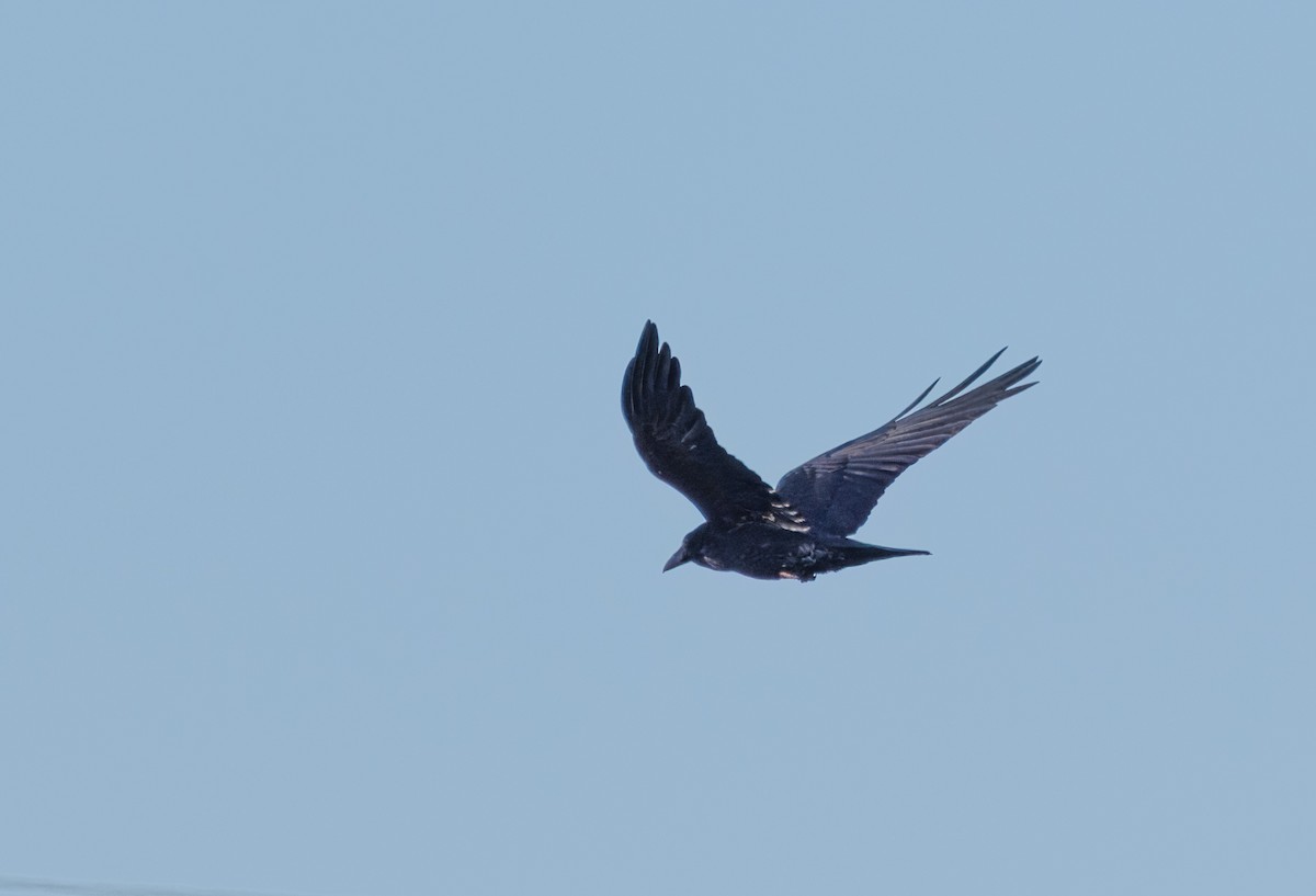 Common Raven - ML614905120