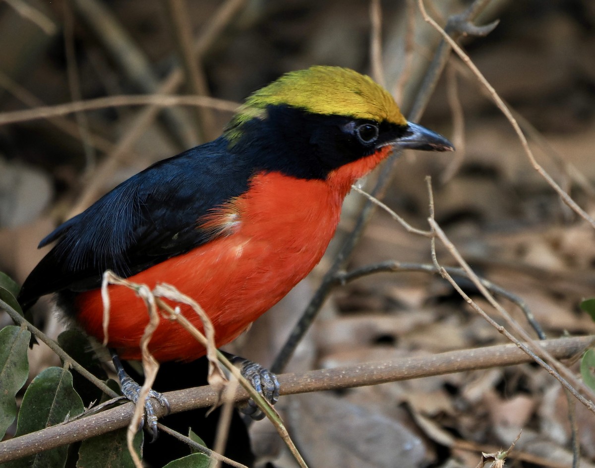 Yellow-crowned Gonolek - Annette Teng