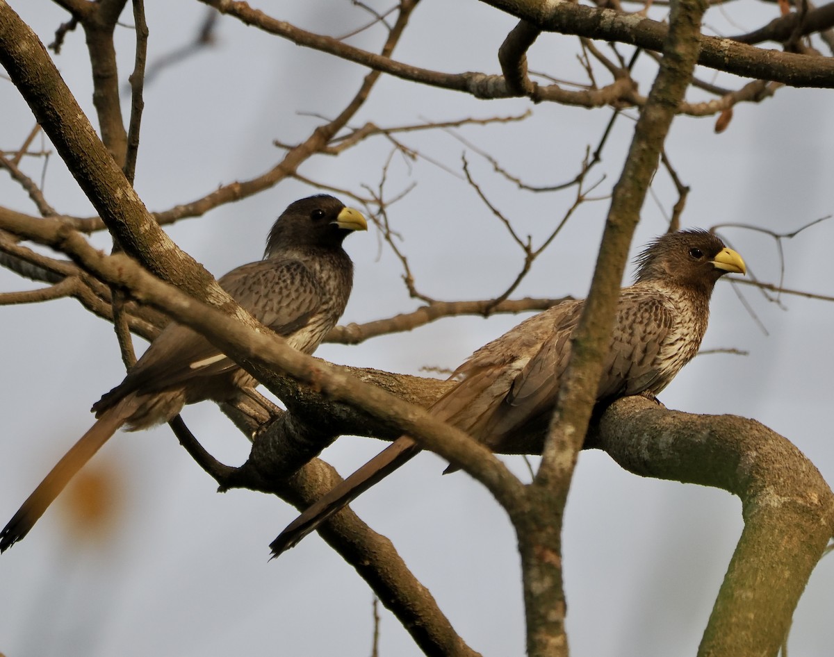 Western Plantain-eater - ML614905139