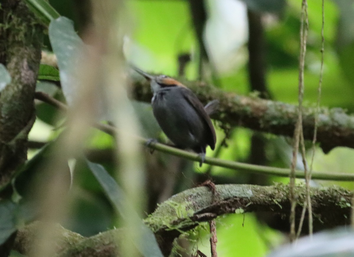 Tawny-faced Gnatwren - ML614905210