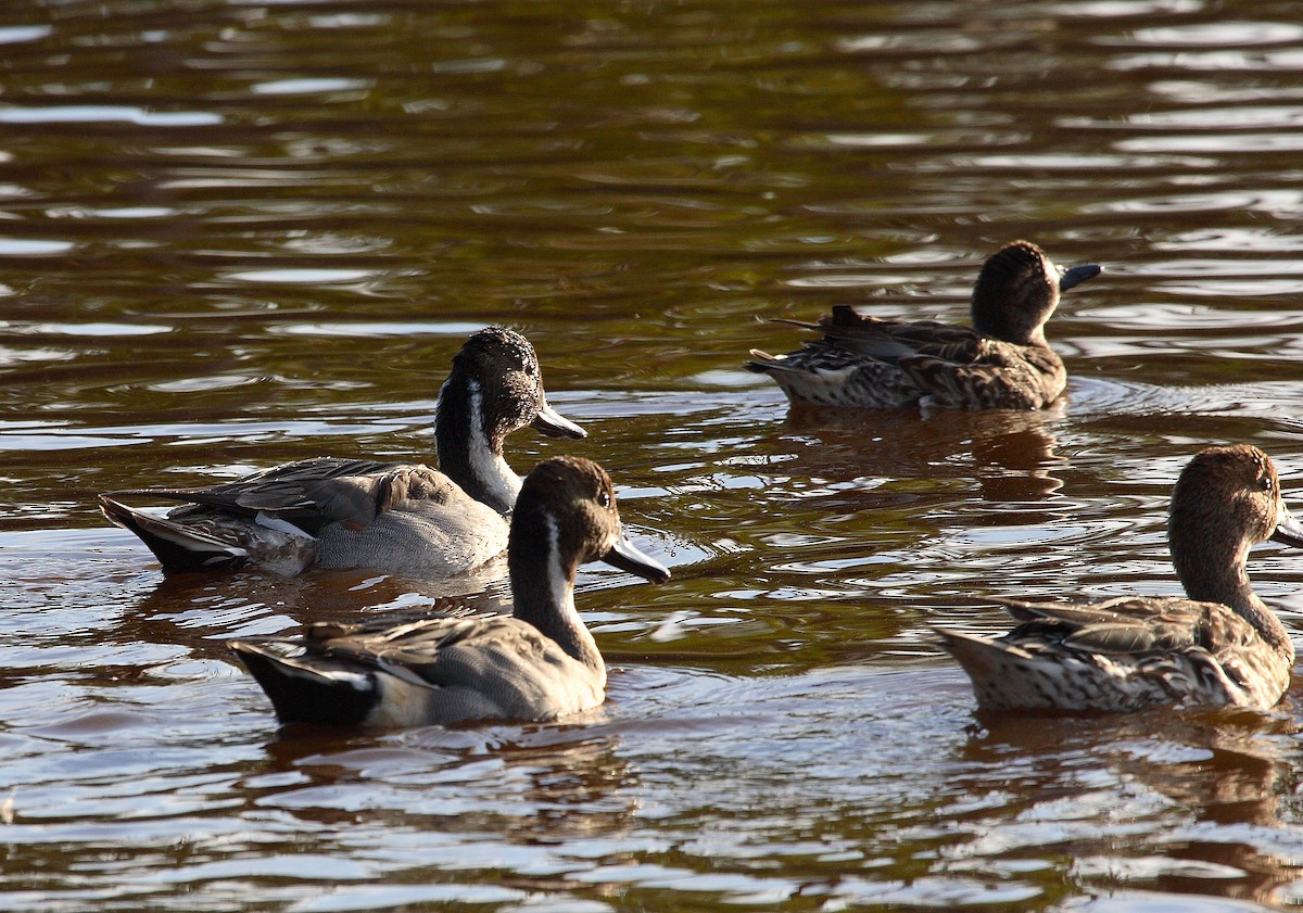 Canard pilet - ML614905215