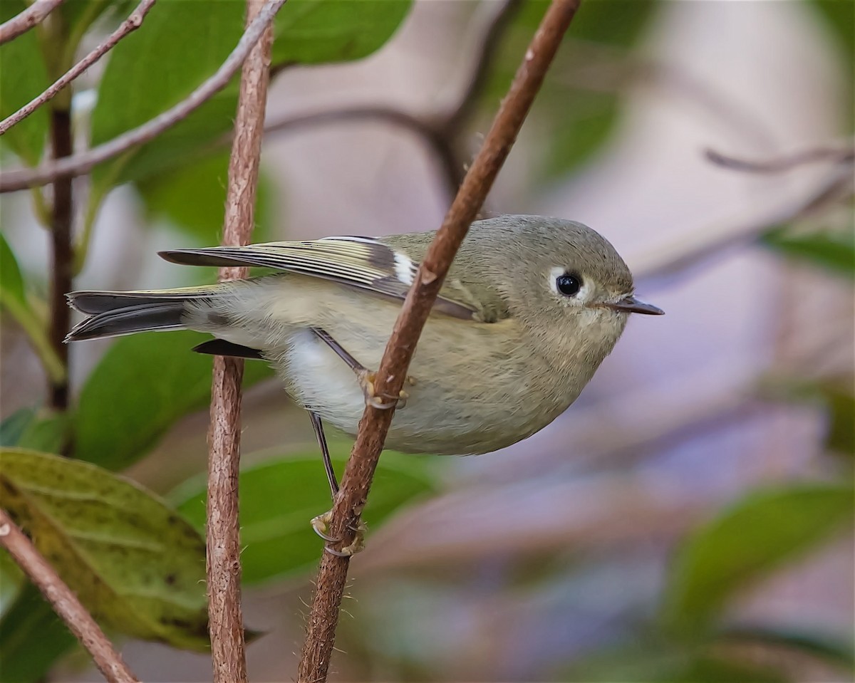 Ruby-crowned Kinglet - ML614905227