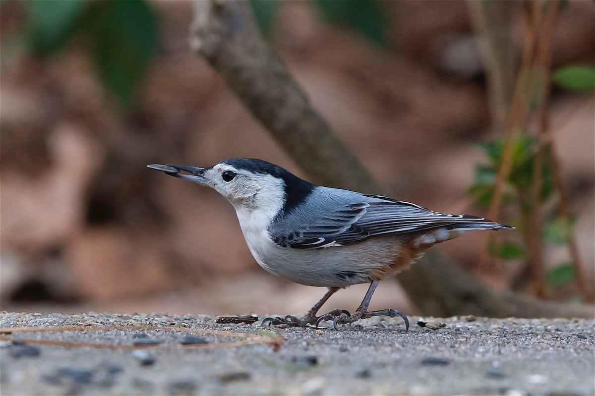 White-breasted Nuthatch - ML614905241