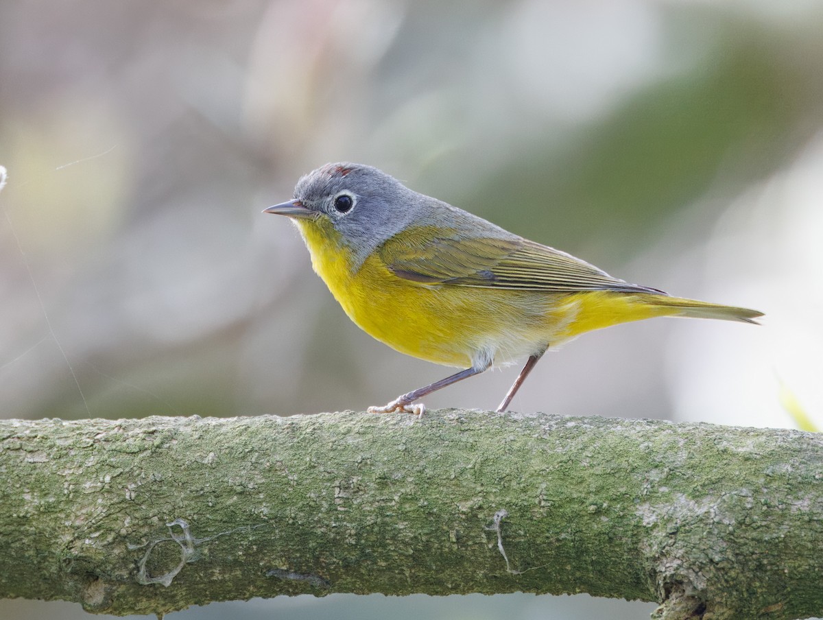Nashville Warbler - John Callender