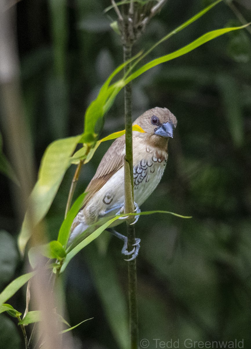 Scaly-breasted Munia - ML614905322