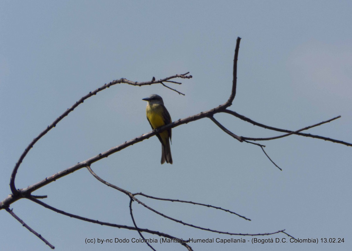 Tropical Kingbird - ML614905337