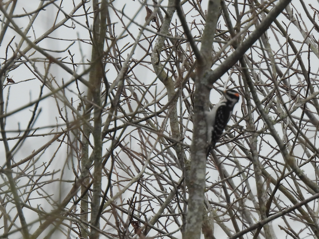 Hairy Woodpecker - ML614905345