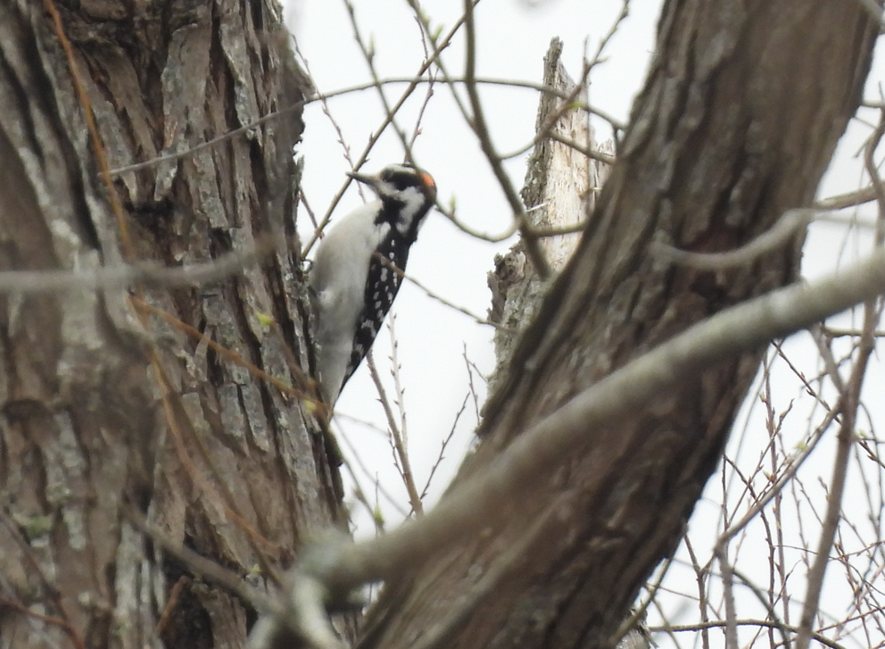 Hairy Woodpecker - ML614905346