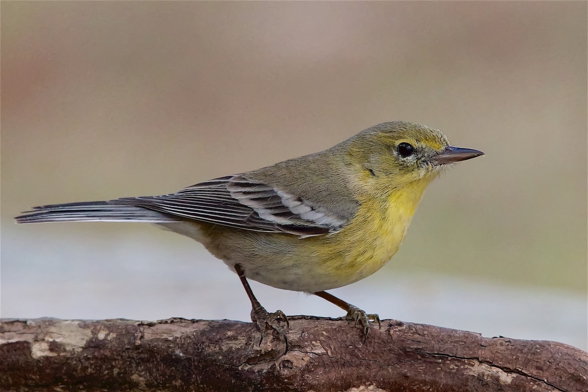 Pine Warbler - Una Davenhill