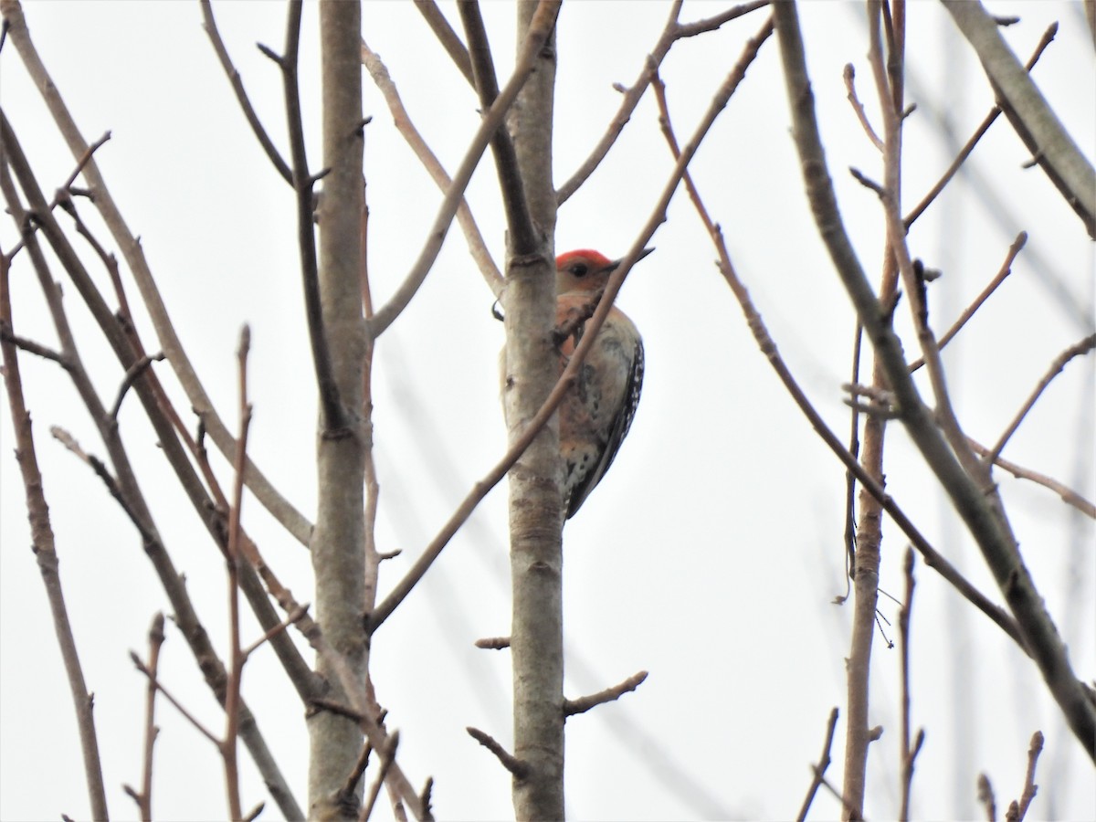 Red-bellied Woodpecker - ML614905484