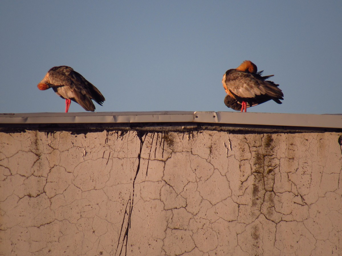 Black-faced Ibis - ML614905493