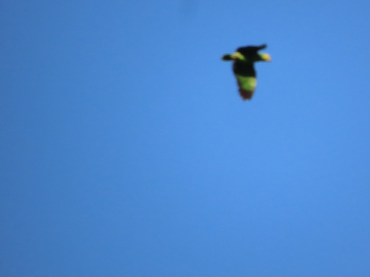 Turquoise-fronted Parrot - ML614905525