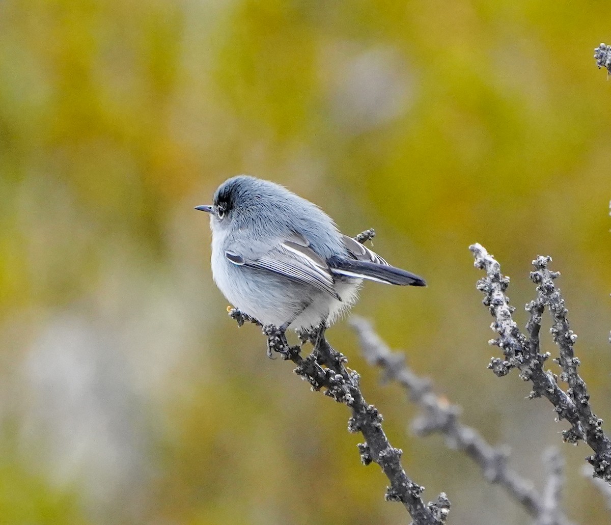 Black-tailed Gnatcatcher - Anonymous