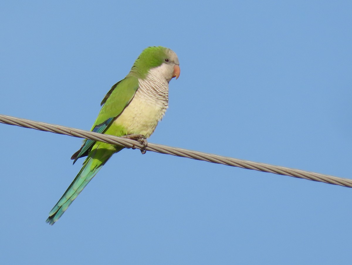 Monk Parakeet - Caitlyn Schuchhardt