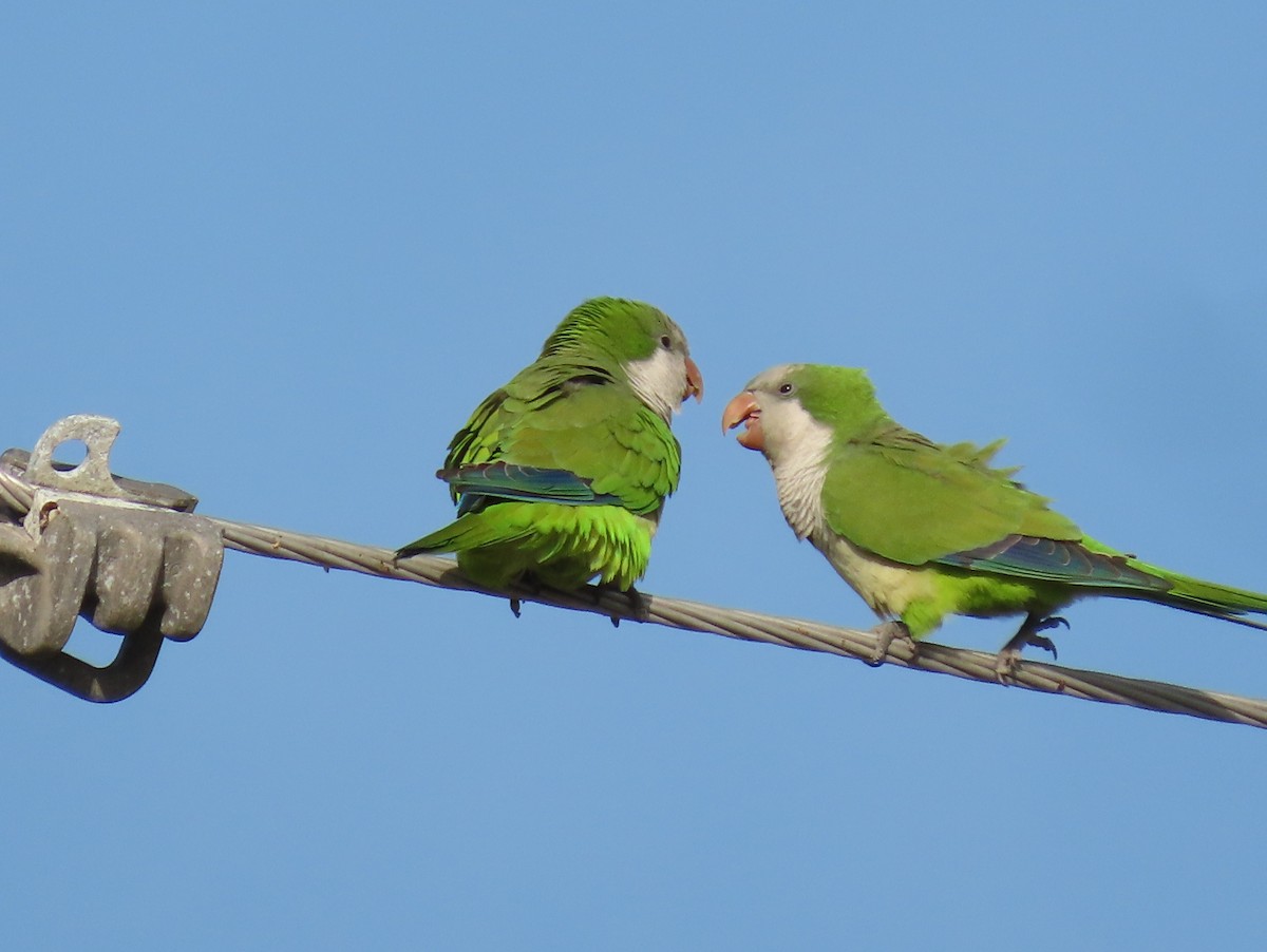 Monk Parakeet - ML614905645