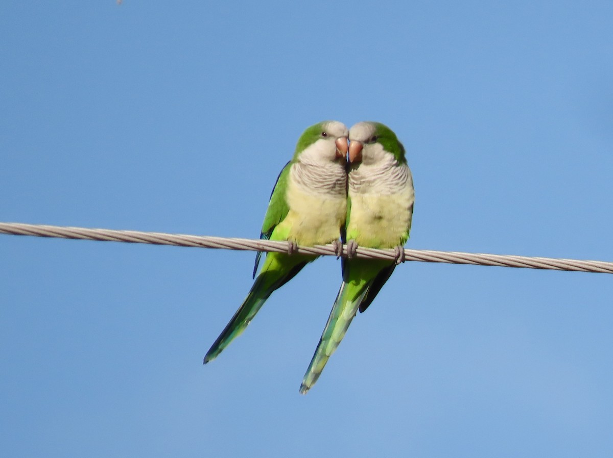 Monk Parakeet - Caitlyn Schuchhardt