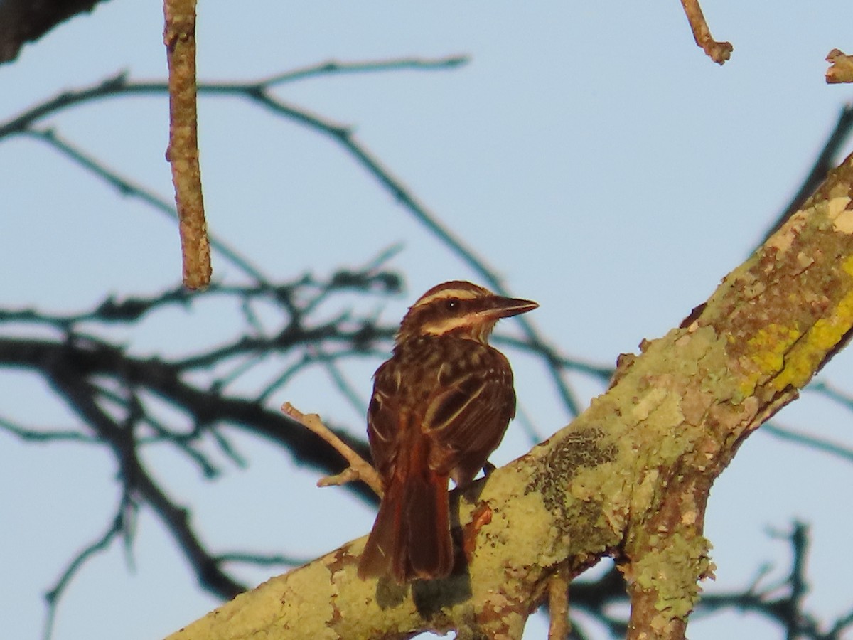 Streaked Flycatcher - ML614905650