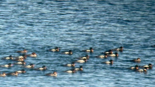 Сэвгэр бохио - ML614905678