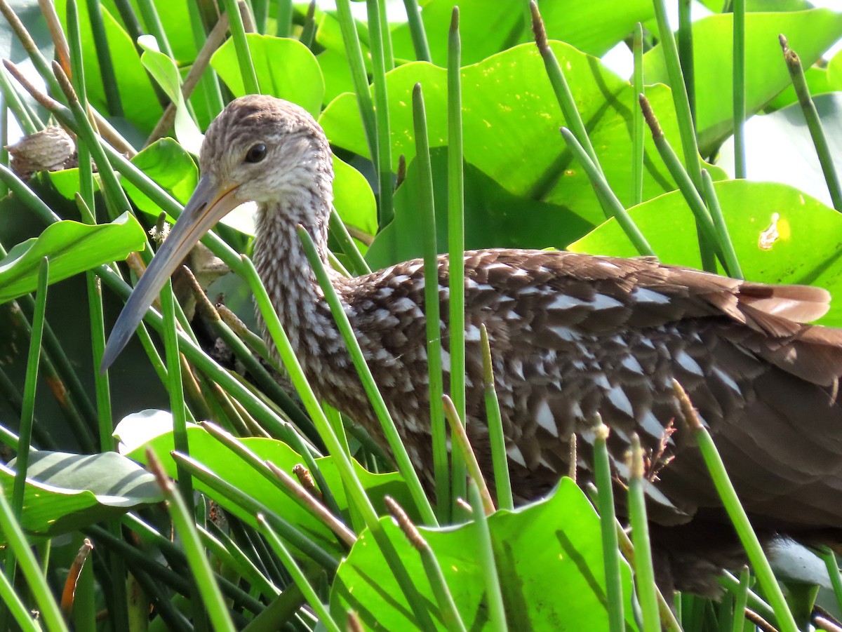 Limpkin - Caitlyn Schuchhardt