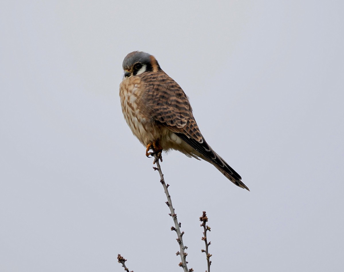 American Kestrel - ML614905895